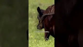 Le nombre de bovins en Alberta a diminué | Vidéojournal