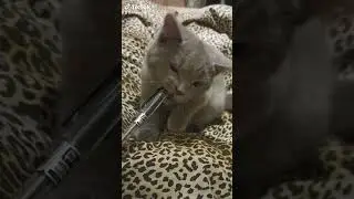 #cat #оскар #кот