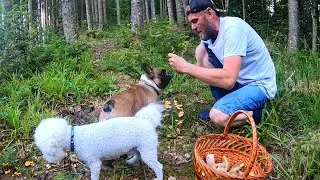 БЕЛЫЕ ГРИБЫ и Лисички.ГРИБНОЙ бал.РЫЖИЕ ПРАВЯТ ЛЕСОМ.Море позитива от ГРИБНОГО ПОХОДА 2021!