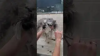 Trimming a dogs face with scissors demonstration, Schnauzer, dog grooming without restraints