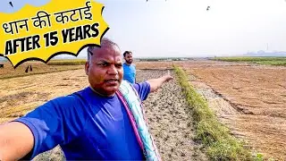 धान की कटाई After 15 years 