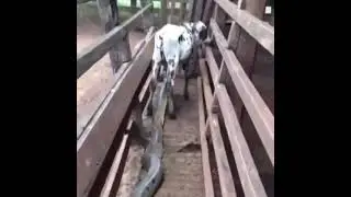 Python hanging on to a domestic calf