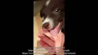 Наш бывший подопечный щенок Рокси дома!