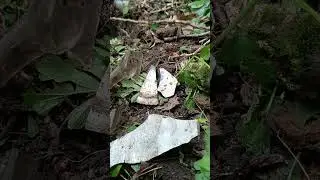 Опять пошёл битый фарфор Кузнецов на помойке #metaldetecting #коп #старинный фарфор