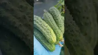 старый проверенный гибрид для маринования