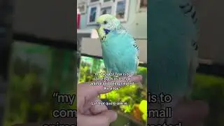 Small animals are so insanely mistreated :( #parrot #parrots  #fyp #smallanimal #hamster #rabbit