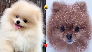 Mini Pomeranian! Funny and Cute Pomeranian Videos 2020 🐶