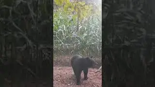 BEAR STANDING IN PERFECT SHOOTING SPOT #2024 #blackbearhunting #new #trailcam #bear #hunting #ready