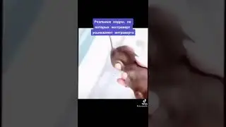Экстраверт и Интроверт
