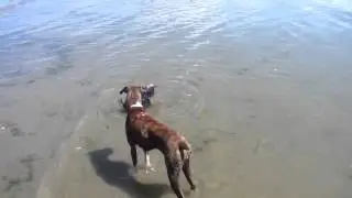 Hugo and Laila Double Bluff