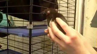 Ran Fan escapes