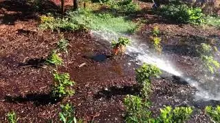 Water sprinkler