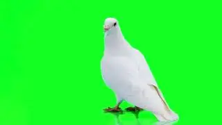 White Pigeon on green screen 