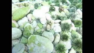 морской еж