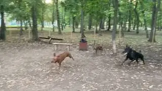 Поохотились на охотницу