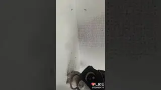 Зум зум
