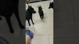 Наши малыши Схиппи