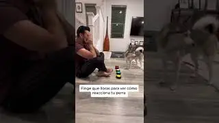 Sapphie la pomsky reacciona al llanto de su papá 😭 #shorts