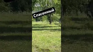 Спасенный заяц  теперь как дома