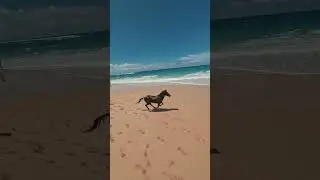 Nihi. Sumba. Equestrian paradise ♥️