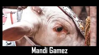 Mandi Gamezzz