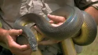 Matt's DOG finds a SNAKE