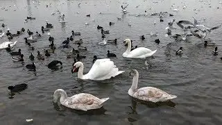 Лебеди / Чайки / Утки / на переправе возле Ильичевска ( Черноморск)