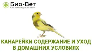 Содержание Канареек 🐤 и Уход в Домашних Условиях // Сеть Ветклиник БИО-ВЕТ
