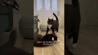 ОН ОБИЖАЕТ КОТА-ИНВАЛИДА #животные #история #кот #добро #котики #конфликт