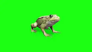 Green Screen Frog Animations || Chroma Key Free Frog Effects