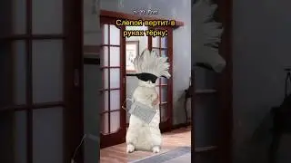 Терка ограбила котика😱 