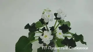 ПТ-Камилла.ПТ-Полярная Ночь.ПТ-Принцесса Роз.ПТ-Пушистые Снежинки.ПТ-Цветущая Сакура