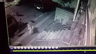 Никогда не доставайте котиков в Турции