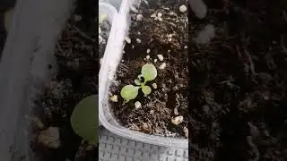 рассада-начало