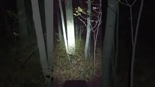 Приехали вешать дуплон, а сова уже готова принять работу