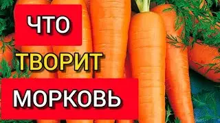 ПОЛЕЗНЫЕ СВОЙСТВА МОРКОВИ. ЧТО ТВОРИТ МОРКОВЬ
