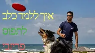 איך ללמד כלב לתפוס פריזבי באוויר | איך ללמד גור לתפוס פריזבי | לאלף גור כלבים | טל שלוש מאלף כלבים