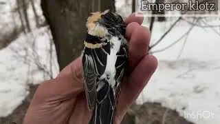 Поймать птицу Простая ловушка. Дедовский способ. Охота на птицу.