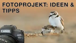 What I can recommend to every photographer - Photo project Bird Photography