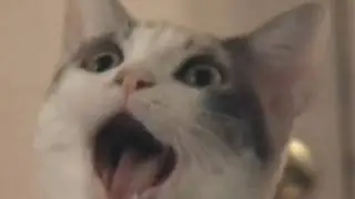 OMG: Cats vs. Laser Pointer