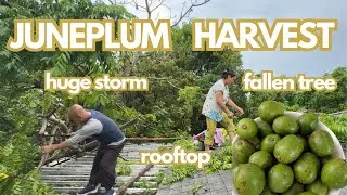 June Plum Harvest: Fun Rooftop Adventure!