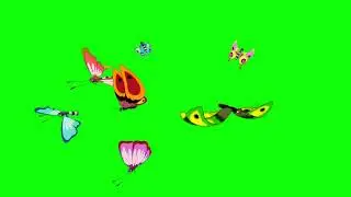 Green Screen | Chroma Key |  butterfly all chroma key | 4K | HD