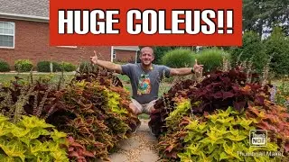 How to Grow Coleus - A Step-by-Step Guide 🌻🌻🌻🌻