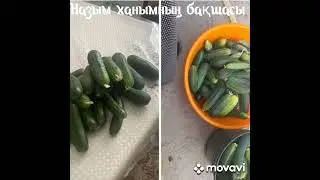 Қызылорда бау бақша ұжымы. 2023 жыл. Тамыз.