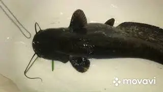 Ловим Сома на куриную печень!!!