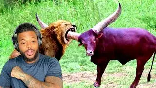 20 TIMES ANIMALS MESSED WITH THE WRONG OPPONENT!