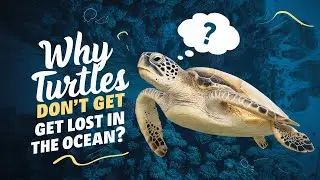 The Hidden Truth Behind Sea Turtles' Pathfinding