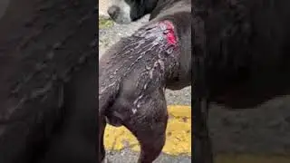 Help Tony Heal (Ramapo-Bergen Animal Refuge)
