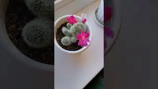 Условие для цветения кактуса🌵