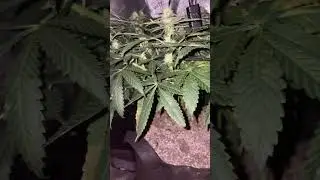 Blue apple Robin Hood seeds week 3